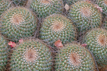 Cactus closeup with spikes/spines from lightning ridges cactus garden, NSW Australia, making an...