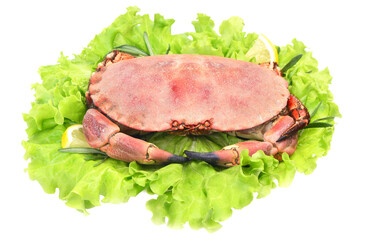 Crab isolated on white