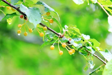 Foto auf Glas 봄 풍경, 버찌 열매와 나풋잎 © JU