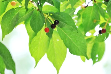 Dekokissen 봄 풍경, 버찌 열매와 나풋잎 © JU