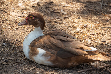 a brown domestic duck rests in the farm yard, poultry farming