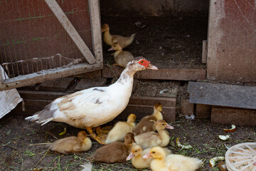 A mother duck with her children ducklings in the farmer's yard, poultry farming