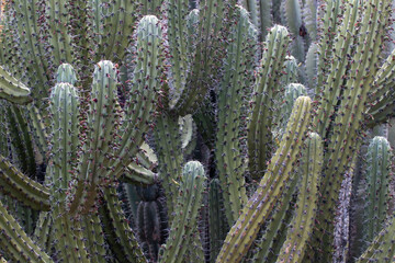 Cactus with spikes/spines from lightning ridges cactus garden, NSW, Australia,  Armatocereus cartwrightianus