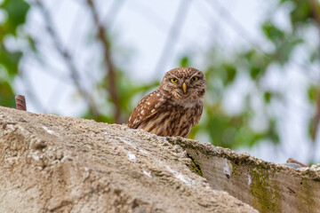 owl in its natural environment, Little Owl, Athene noctua	
