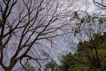 空に伸びるさくらの樹