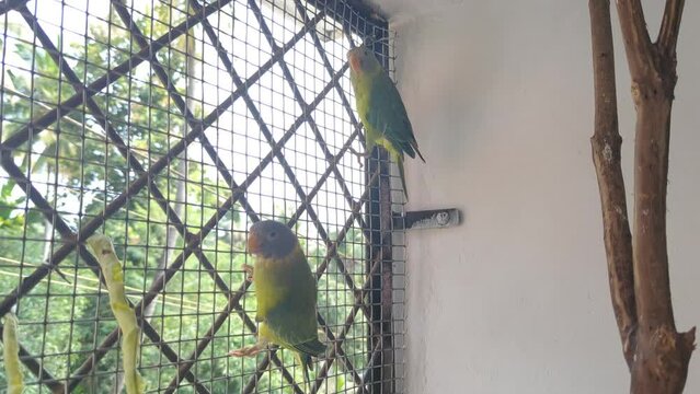 green pet plum headed parakeet bird climbing the steel grilles and playing around inside its cage 