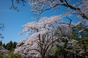 樹木公園の桜