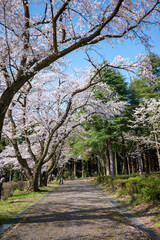 空に伸びるさくらの樹