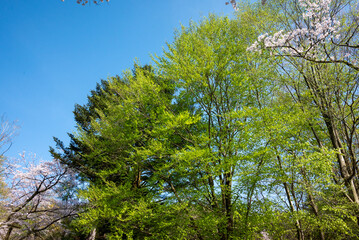 樹木公園　ブナの芽吹き