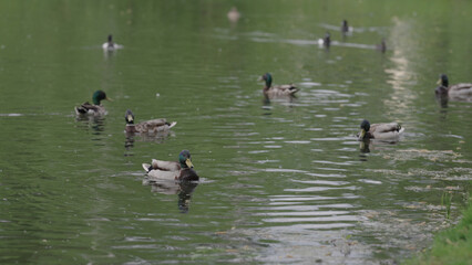 ducks swimming in a pond, tufted duck chasing another bird