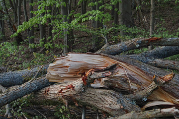 April, Natur Erlebnis , vom Sturm gebrochener Baum