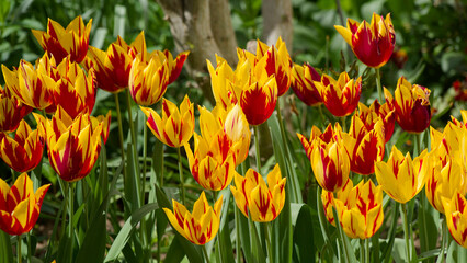 (Tulipa 'Fire Wings') Lily-flowered tulips variegated with red and yellow, enhanced by the graceful...