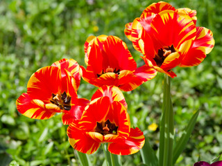 Fototapeta premium (Tulipa 'Banja Luka') Single flowered Darwin Hybrid Tulip, petals bi-color in blood red flames and golden- yellow perched on solid stem above lanceolate leaves blooming 