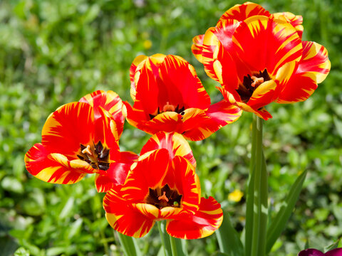 (Tulipa 'Banja Luka') Single flowered Darwin Hybrid Tulip, petals bi-color in blood red flames and golden- yellow perched on solid stem above lanceolate leaves blooming
 - Powered by Adobe