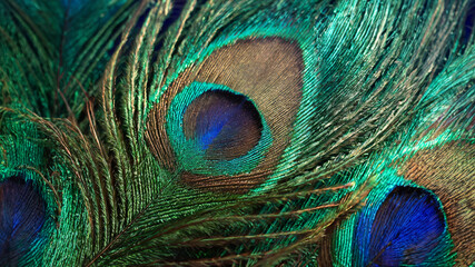 Fototapeta premium Close-up of peacock feathers with a play of green and blue hues, radiating intricate patterns