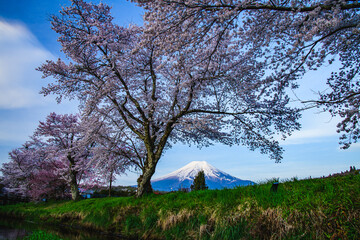忍野村から富士山桜