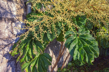 Tetrapanax papyrifer,  rice-paper plant. Evergreen shrub. Montenegro, November