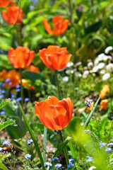 Paris, France. Red tulips blooming in the park 