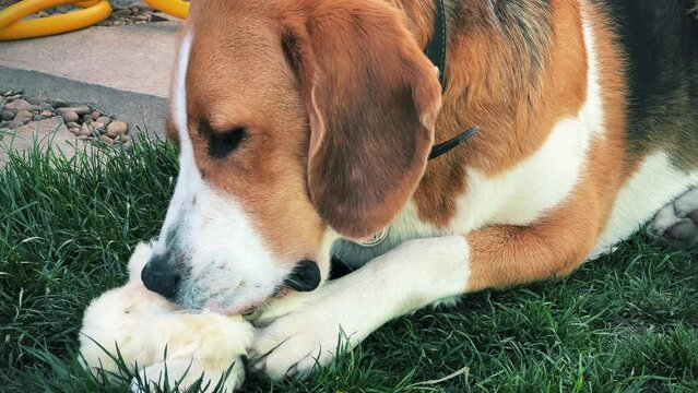 A tricolor dog is enthusiastically gnawing on a soft toy on a green lawn. A high quality. Close-up. Horizontal video