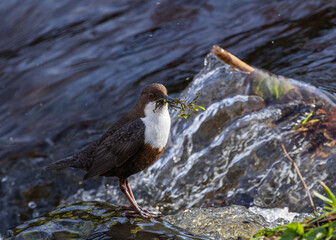 White-throated dipper    Cinclus cinclus hibernicus
