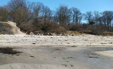 Trees and stones on a spring beach in the sand and sea tide