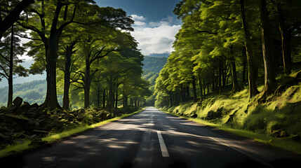 Fototapeta premium A road in the forest with dense trees around it