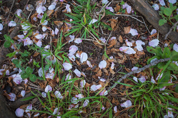 儚く散らばる桜の花びら