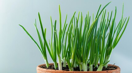Organic green onions growing in a container with a neutral or blue backdrop, perfect for cooking and a sustainable lifestyle.