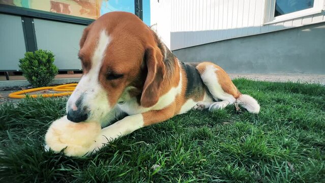 A tricolor dog is enthusiastically gnawing on a soft toy on a green lawn. A high quality. General plan. Horizontal video