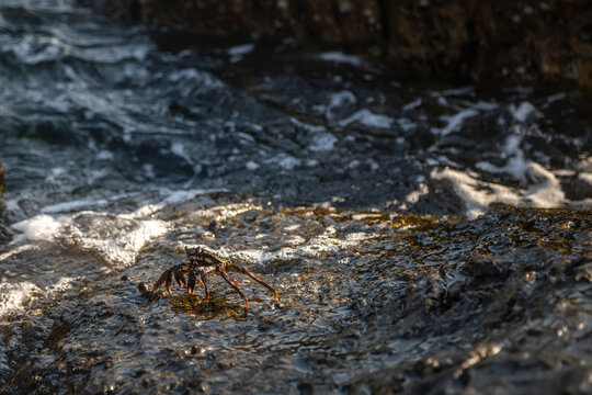 A large crab sits on a stone. Stone seashore. Sea wave.