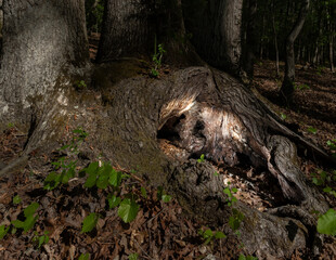 Lighted hole in the roots of a tree