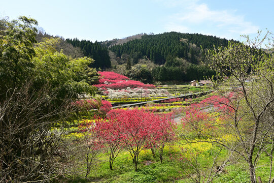 天国に一番近い里と呼ばれる島根県邑智郡邑南町上口和の川角集落の花桃-01