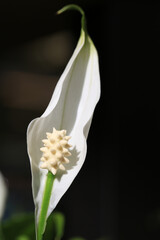 Beautiful peace lily in sunny April