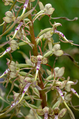 Bocks-Riemenzunge, Himantoglossum hircinum, Malaucene, Provence, Frankreich, 18.06.2023
