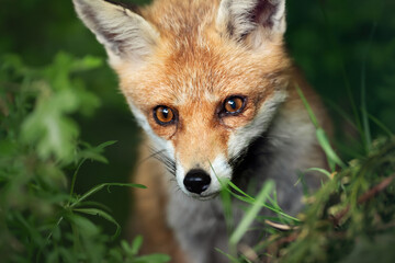 Portrait of a red fox cub in a meadow