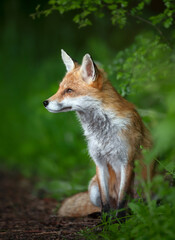 Portrait of a red fox cub sitting in a forest