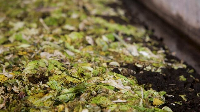 Leftover vegetable scraps are used to feed earthworms.