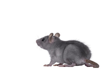 Blue baby rat standing side ways. Looking to the back and away from camera. Isolated cutout on a transparent background.