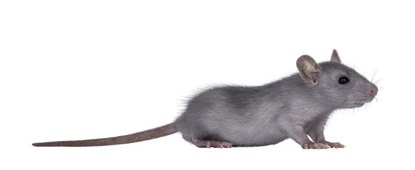 Blue baby rat standing side ways. Looking to the side away from camera. Isolated cutout on a transparent background.