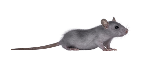 Blue baby rat standing side ways. Looking to the side away from camera. Isolated cutout on a transparent background.