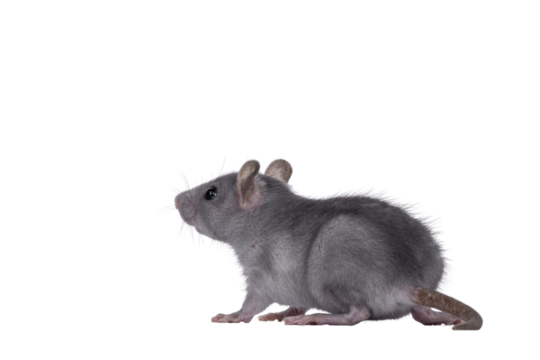 Blue baby rat standing side ways. Looking to the back and away from camera. Isolated cutout on a transparent background.