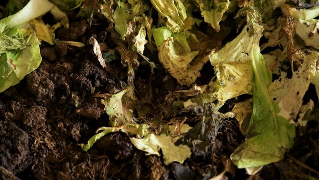 Leftover vegetable scraps are used to feed earthworms.