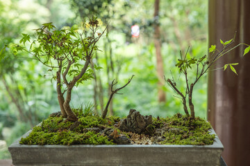 Oriental Chinese Bonsai,garden design inspiration,Planting and Garden Design,flowerpot...