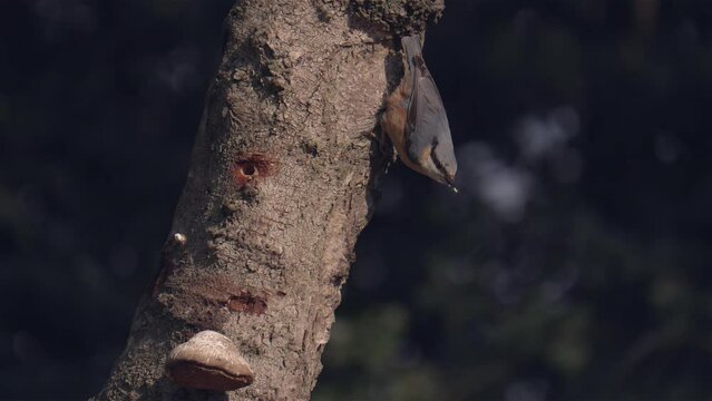 Treecreeper on a Tree Trunk