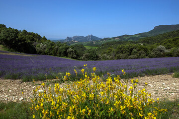 Lavendelfeld, Dentelles de Montmiraill, Malaucene, Provence, Frankreich, 23.06.2023