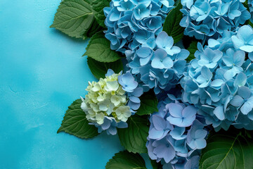 Beautiful blue and green hydrangea flowers on a serene blue background with copy space for text