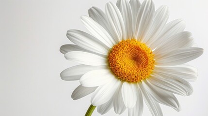 Close up of a white daisy with a bright yellow center set against a white backdrop - Powered by Adobe