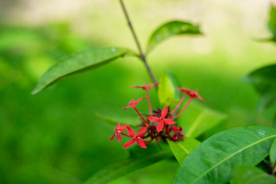 ixora plant,Close-up of red flowering plant,Ixora,nature,Close-up of wet orange ixora flower blooming at park,Close-up of pink ixora on wooden railing,