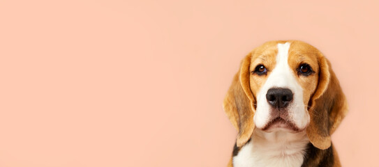 Portrait of a beagle dog on an isolated background. Banner. Copy space.