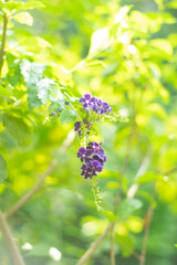 Duranta Erecta,Skyflower,Blue Flowers of Sapphire Showers (Duranta erecta L) bloom flower on blurred nature background,Close-up of purple flowering plant